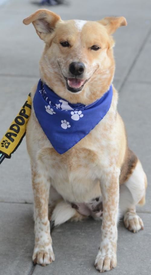 PetConnect Rescue - Jemma.jpg